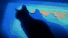 猫咪 汪星人 影子 艺术