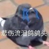 萌宠 鸽子 悲伤 流泪 呆萌 逗