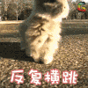 兔子 反复横跳 soogif soogif出品