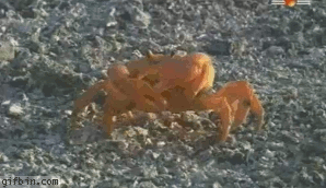 螃蟹 沙子 爬行 蟹钳
