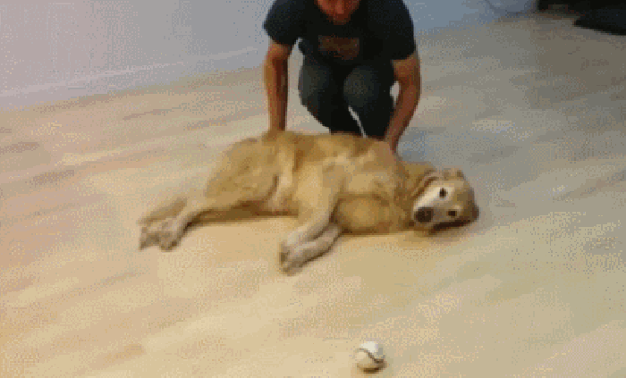 狗狗 训练 懒惰 捡球