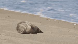 海狮 沙滩 蠢萌 睡懒觉