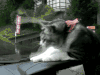猫咪 雨刷 玻璃 树木
