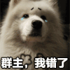宠物 群聊 群主 我错了 可怜 认错