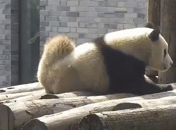 晒太阳 可爱 翻身 熊猫