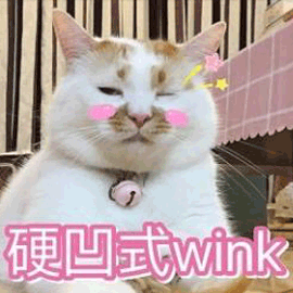 wink 貓