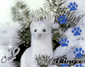 雪貂 ferret shiny 制作