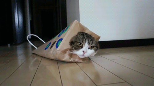 猫咪 纸袋 躲藏 可爱