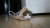 猫咪 纸袋 躲藏 可爱