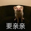 萌宠 猪 要亲亲 嘟嘟嘴 呆萌 可爱