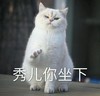 萌宠 喵星人 秀儿你坐下 666 搞怪 逗