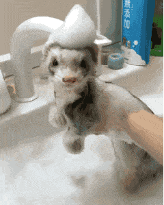 动物 洗澡 享受 可爱