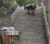 搞笑 夸张 家禽 行走
