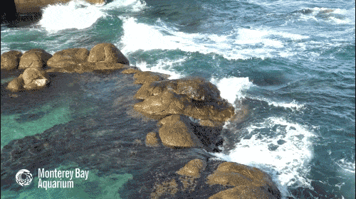 海洋 冲浪 海 波动 岩石 波浪 蒙特利湾水族馆 巨大的潮池 潮池 步道