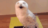 雪鸮 猫头鹰 Bubo scandiaca 闭眼