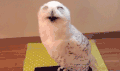 雪鸮 猫头鹰 Bubo scandiaca 闭眼