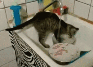 萌宠 猫咪 刷碗 干活