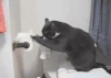 猫 喵星人 萌宠 可爱