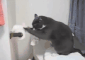 猫 喵星人 萌宠 可爱
