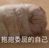 萌宠 喵星人 抱抱 委屈的自己 搞怪 逗