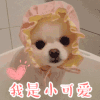 萌宠 小可爱 搞笑 卡哇伊