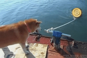 海里 船只 狗 使坏