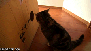 丸 maru 猫 盒子 偷袭