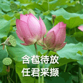 莲花 沙雕莲花 含苞待放