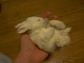 兔子 睡觉 小巧