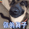 你的狗子给你一个微笑 狗 萌宠 开心 卖萌 soogif soogif出品