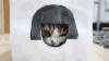 宠物 猫 MM 搞笑 萌 gif