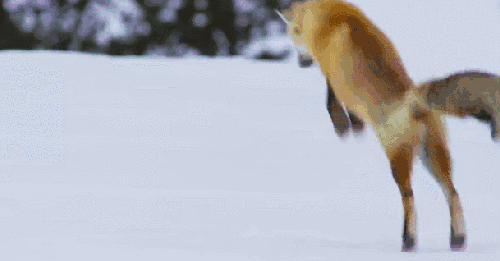 地球脉动 捕食 有趣 狐狸 纪录片 跳