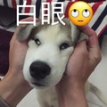 狗狗 萌宠 捧脸 白眼