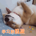 狗狗 晕倒 可爱 学习到晕厥