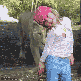 狮子 动物, 女孩 动物园 可怕