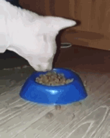 猫咪 吃东西 香香 地板