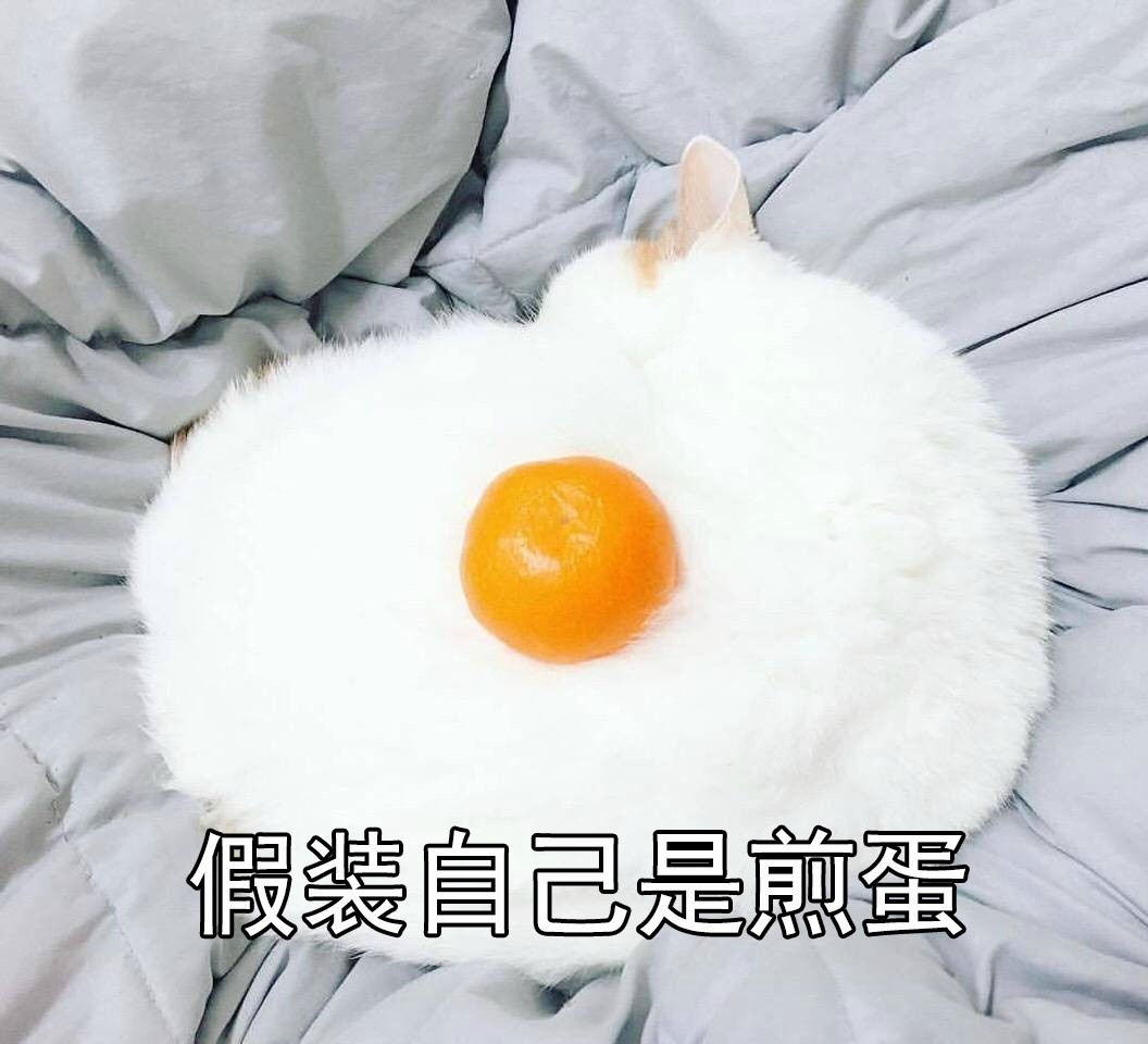 猫咪 橘子 白毛 假装自己是煎蛋