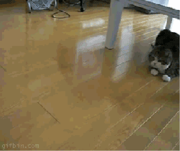 猫咪 玩耍 地板 纸箱