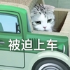 萌宠 猫星人 被迫上车 无奈 呆萌 可爱