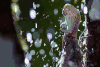 下雨 地球脉动 纪录片 蜥蜴 阳光