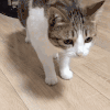 猫咪 伤心 不想努力了 睡觉