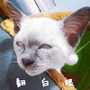 翻白眼 猫 没眼看 搞怪 可爱