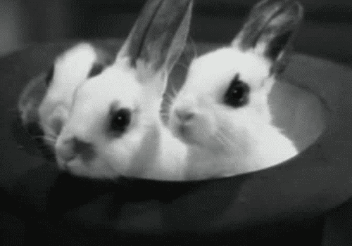 兔子 黑白 隐藏