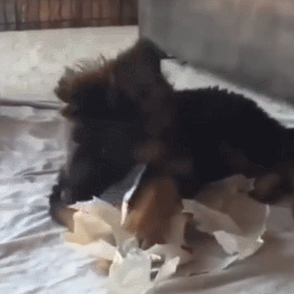 喵星人 萌宠 可爱 猫咪