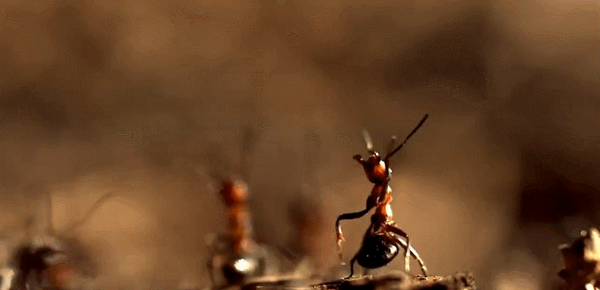动物 昆虫 神话的森林 纪录片 蚂蚁