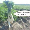 金馆长 菜园 搞笑 骚年