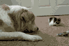 狗狗 猫咪 挨打 打你