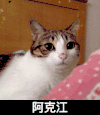 猫咪 调皮 玩耍 阿克江