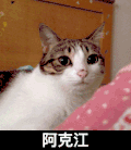 猫咪 调皮 玩耍 阿克江