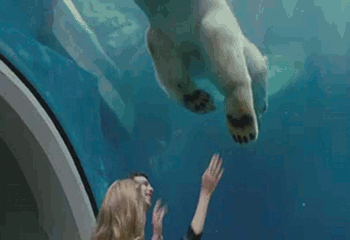 北极熊 观赏 握手 打招呼